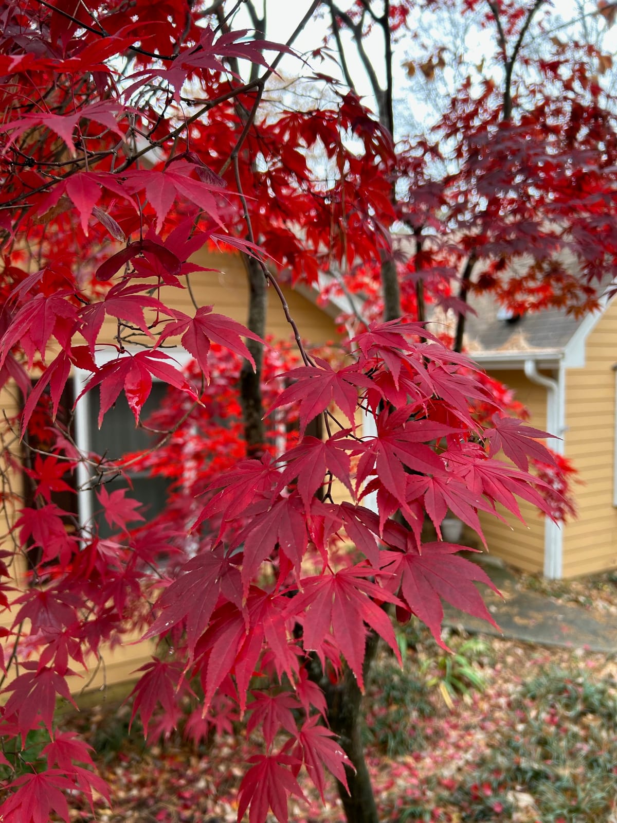 Weekly update, November 21