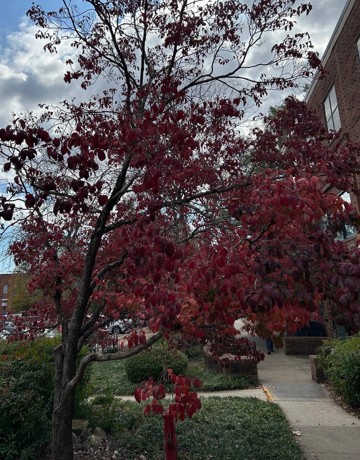 每周更新，11 月 7 日