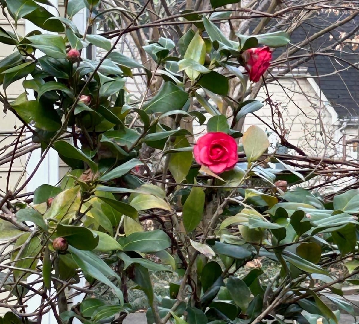 Weekly update, January 9