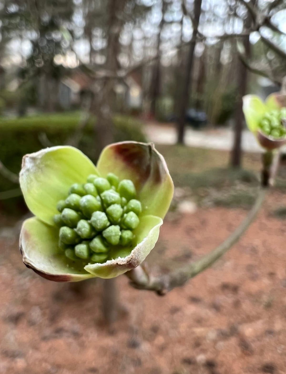 Weekly update, March 20