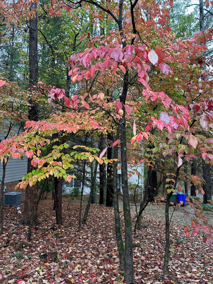 每周更新，10 月 31 日