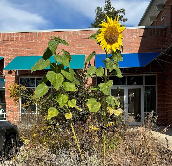 Navigating the holidays: Tips for conversations and well-being