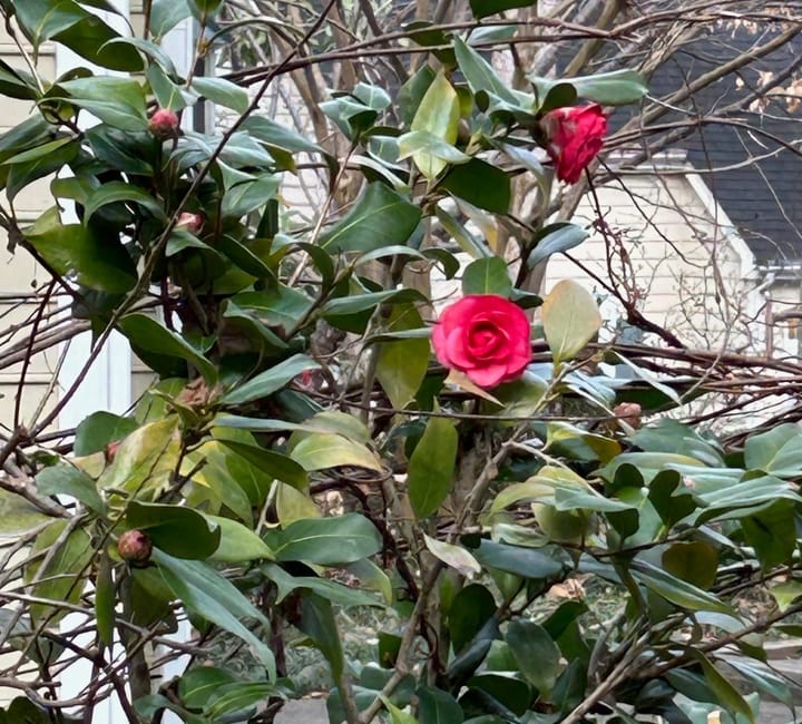 Weekly update, January 9